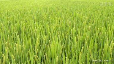 夏末成熟水稻随风摇曳丰收季节